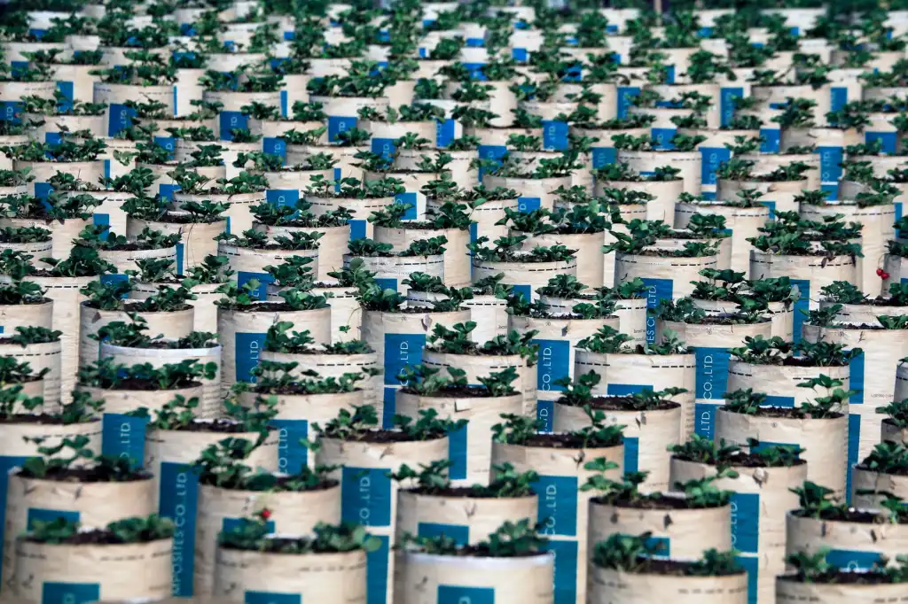 华南气候条件下景观植物的养护管理技术解析封面图