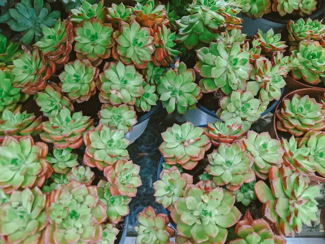 深圳园林绿化苗木品类全解析：从乔木到地被植物的选配要点正文配图 2